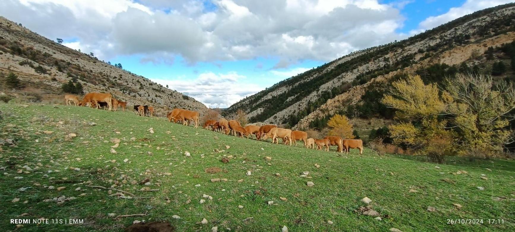 Apartamentos De Turismo Rural La Rocha Fortanete 外观 照片
